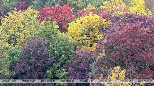 В Борисовском районе спасатели нашли заблудившуюся в лесу женщину В Борисовском районе спасатели нашли заблудившуюся в лесу женщину