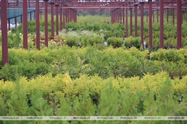 ФОТОФАКТ: Борисовский опытный лесхоз обеспечивает потребности района в посадочном материале для лесовосстановительных работ