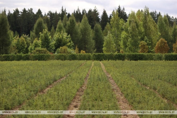 ФОТОФАКТ: Борисовский опытный лесхоз обеспечивает потребности района в посадочном материале для лесовосстановительных работ