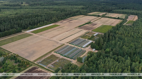 ФОТОФАКТ: Борисовский опытный лесхоз обеспечивает потребности района в посадочном материале для лесовосстановительных работ