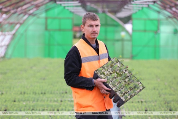 ФОТОФАКТ: Борисовский опытный лесхоз обеспечивает потребности района в посадочном материале для лесовосстановительных работ