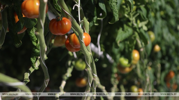 Новые теплицы, интенсивные сады и мелиорация. Как улучшится работа АПК в Беларуси