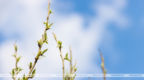 До +20°С и в основном без осадков ожидается в Беларуси 22 апреля
