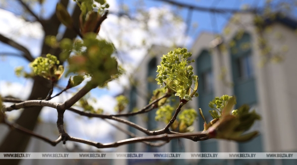 До +19°С будет сегодня в Беларуси До +19°С будет сегодня в Беларуси