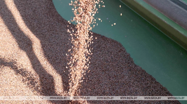 Отечественные семена, теплая погода и надежда на хороший урожай. Как в Беларуси продвигается посевная