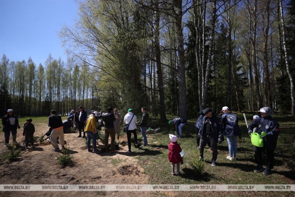 Наследие для будущих поколений. Белорусские артисты высадили в "Хатыни" около тысячи молодых елей