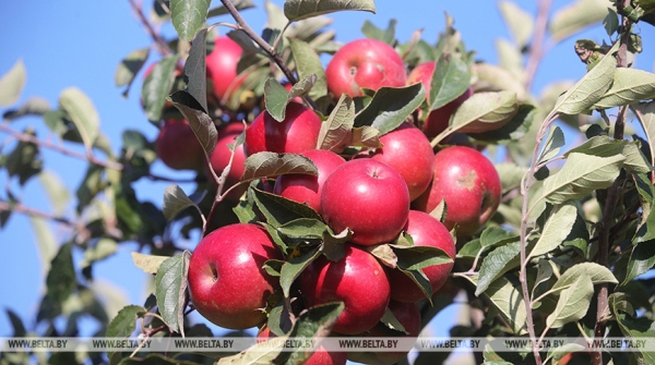 Новые теплицы, интенсивные сады и мелиорация. Как улучшится работа АПК в Беларуси