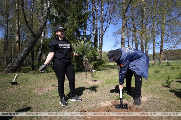 Наследие для будущих поколений. Белорусские артисты высадили в "Хатыни" около тысячи молодых елей