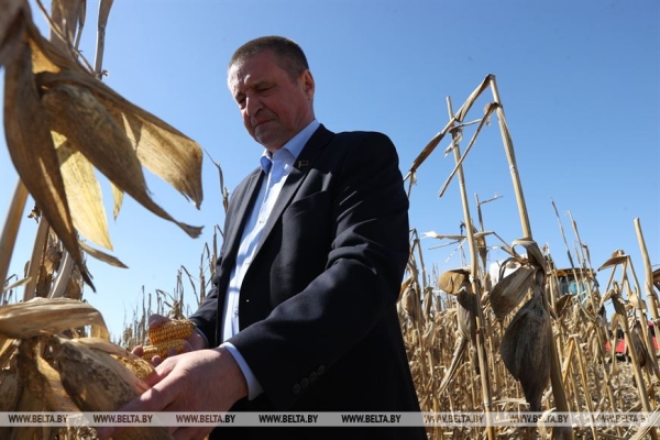 Заяц рассказал, чем закончился эксперимент по зимовке кукурузы на полях Заяц рассказал, чем закончился эксперимент по зимовке кукурузы на полях