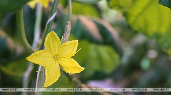 Новые теплицы, интенсивные сады и мелиорация. Как улучшится работа АПК в Беларуси