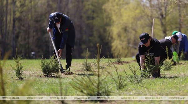 Наследие для будущих поколений. Белорусские артисты высадили в "Хатыни" около тысячи молодых елей
