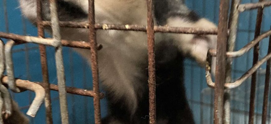 Віцебскі прытулак «Добрык» — тэрыторыя надзеі і добразычлівасці Віцебскі прытулак «Добрык» — тэрыторыя надзеі і добразычлівасці