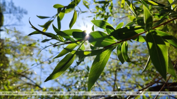 Ночные заморозки и до +23°С днем ожидается 2 мая