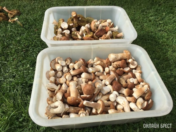 Нужно ли белорусам платить налог с доходов от продажи ягод и грибов Нужно ли белорусам платить налог с доходов от продажи ягод и грибов