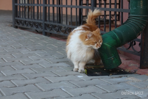 Птичий грипп фиксируется у кошек в Польше, некоторых усыпляют Птичий грипп фиксируется у кошек в Польше, некоторых усыпляют