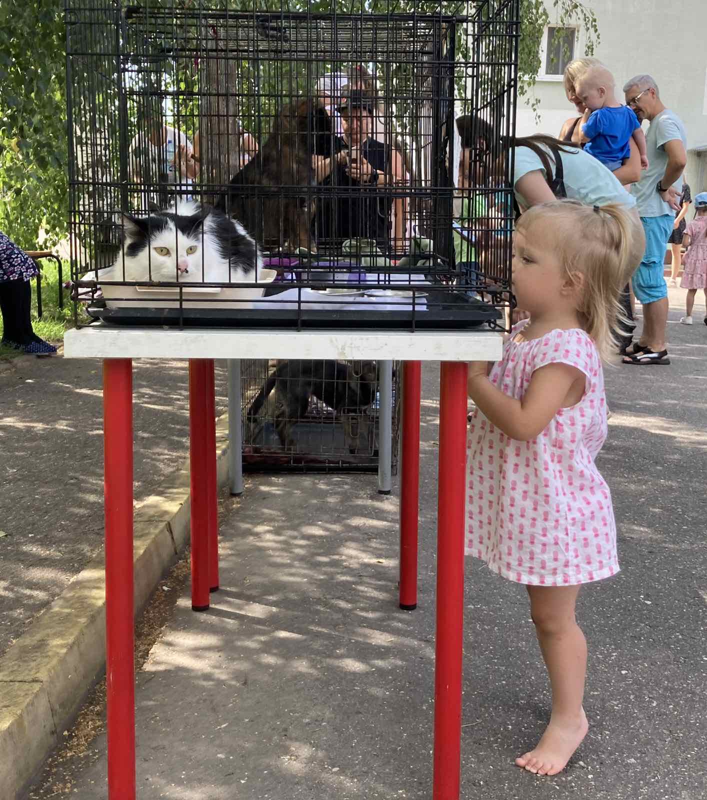 Витебскому приюту для животных «Добрик» — 12 лет Витебскому приюту для животных «Добрик» — 12 лет