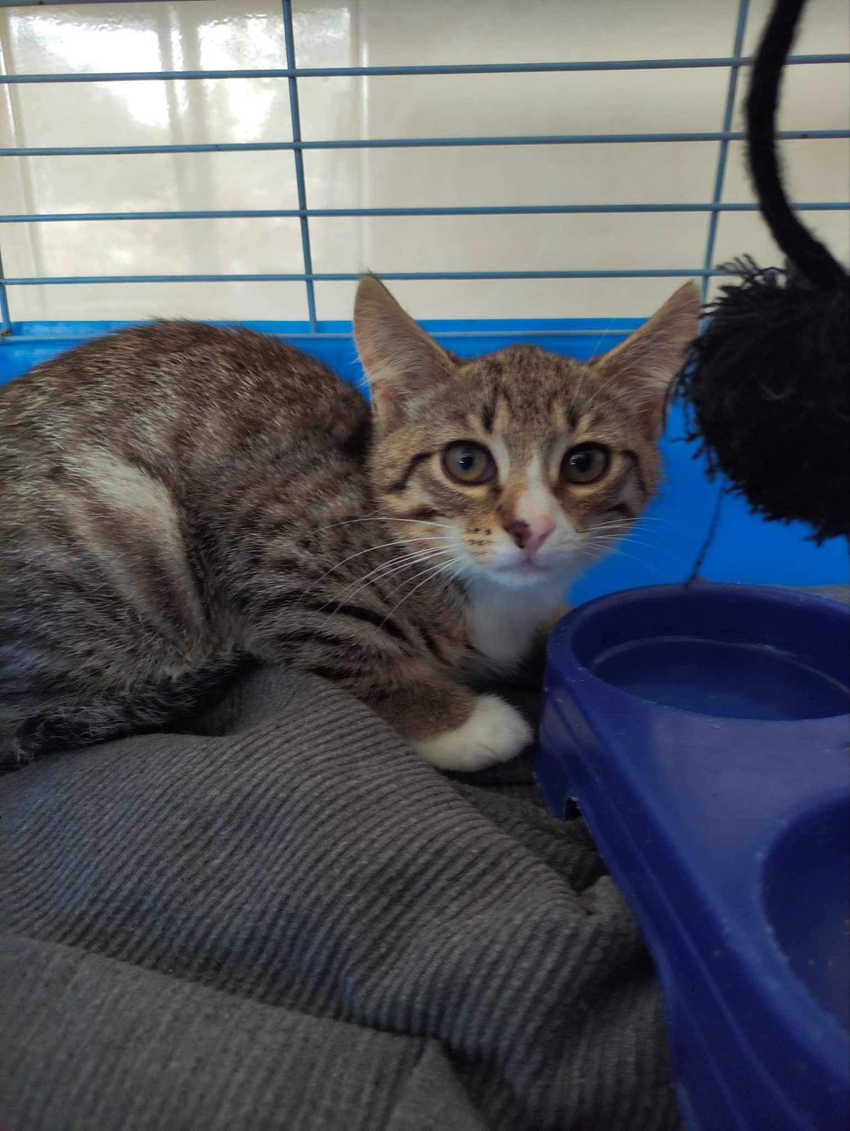 Витебскому приюту для животных «Добрик» — 12 лет Витебскому приюту для животных «Добрик» — 12 лет