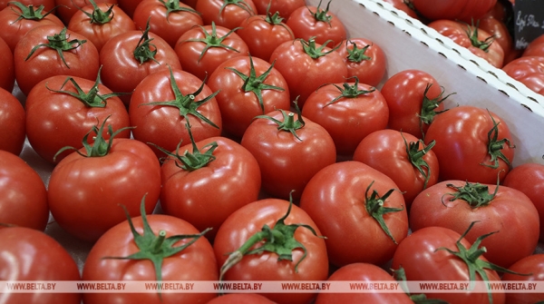 Лукашенко потребовал обеспечить страну огурцами и помидорами в межсезонье Лукашенко потребовал обеспечить страну огурцами и помидорами в межсезонье